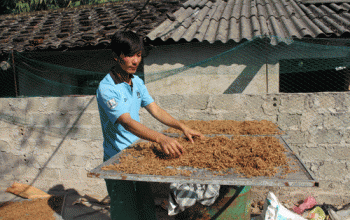 Quảng Ninh: Muốn giàu thì làm nghề chế biến củ cải khô