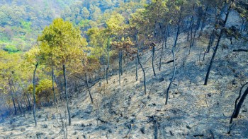 Điều tra nguyên nhân vụ cháy rừng lớn chưa từng có ở Hà Nội
