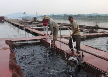 Người lập kỳ tích nuôi cá tầm ở vùng hạ lưu sông Đà