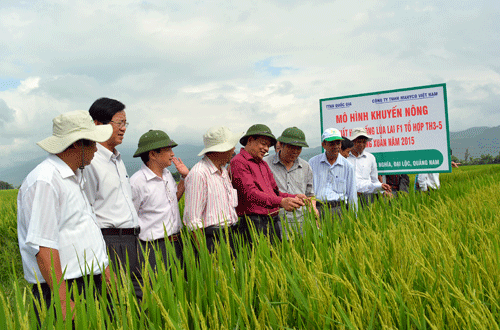 Sản xuất lúa giống, nông dân xứ Quảng thu nhập cao gấp 2-3 lần