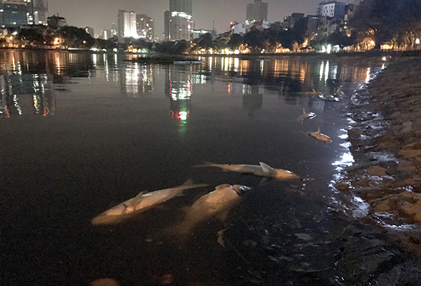 Cá chết hàng loạt ở hồ Hoàng Cầu do “sốc nhiệt”