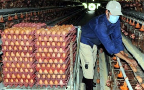 Người chăn nuôi đang lỗ 300-500 đồng mỗi quả trứng