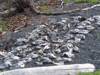 Hiện tượng chim biển chết hàng loạt, cảnh báo thảm hoạ sắp xảy ra?