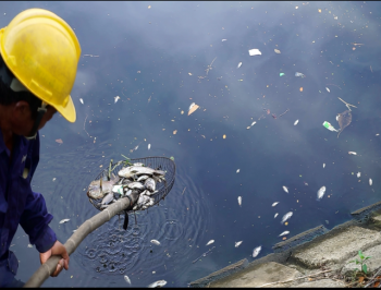 Đà Nẵng: Cá chết nổi đầy sông Phú Lộc do… thiếu oxy