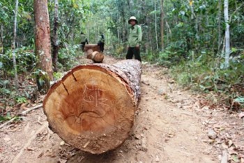 Nhiều cán bộ bị kỉ luật do để xảy ra 2 vụ phá rừng nghiêm trọng