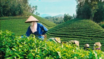 Chè Việt chưa bắt kịp thị hiếu thế giới, xuất khẩu giảm cả lượng và giá trị