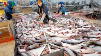 Giá cá tra thương phẩm và cá giống giảm mức thấp nhất trong 10 năm qua