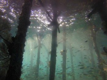 Khu rừng thời cổ đại 10.000 năm tuổi chìm dưới đáy biển