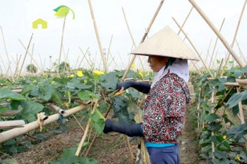 Nông dân Thường Tín trồng rau, nuôi lợn dễ dàng thu tiền tỷ