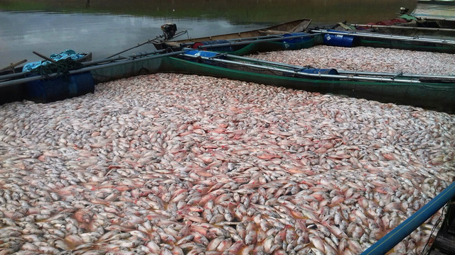 Vụ chết hơn 70 tấn cá: Đề nghị thủy điện hỗ trợ 2,4 tỷ đồng