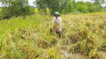 Hàng ngàn ha lúa bị đổ sạp do mưa lớn kéo dài