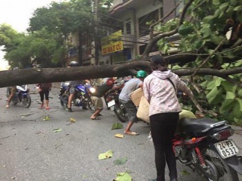 Gió lốc quật ngã nhiều cây xanh, làm tốc mái gần 800 nhà dân Lào Cai