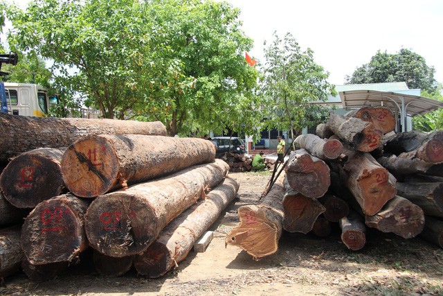 Vụ bắt trùm gỗ lậu: Xem xét kỷ luật nhiều lãnh đạo Bộ đội Biên phòng Đắk Lắk