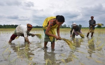 Gạo Việt Nam khó cạnh tranh trên thị trường Ấn Độ do rupee rớt giá