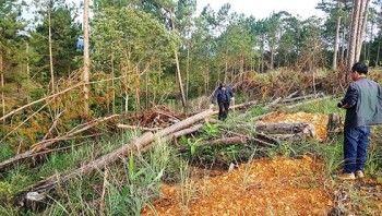 Đình chỉ công tác Phó Chủ tịch xã vì để 4ha rừng bị chặt trụi