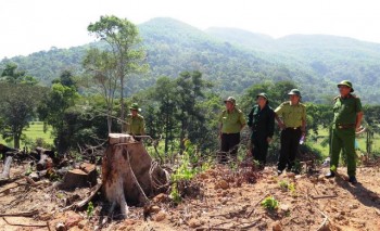 Vụ 43 ha rừng “bỗng dưng” biến mất: Canh kiểm lâm để phá rừng?