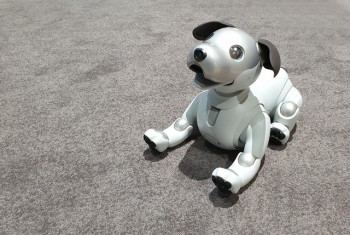 Chú cho robot AIBO 'hồi sinh' hút khách xem tại triển lãm IFA 2018