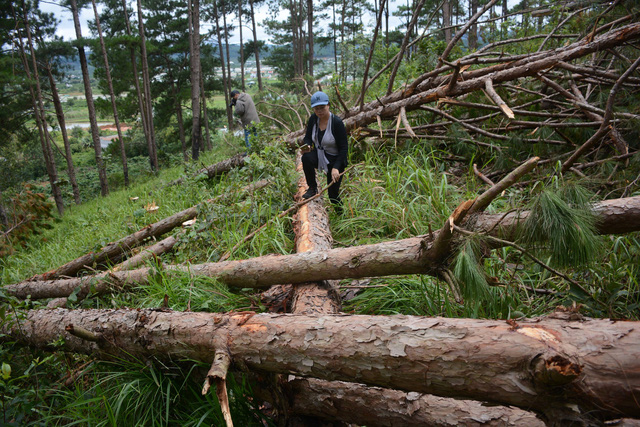 Điều tra, xử lý vụ chặt hạ rừng thông để chiếm đất