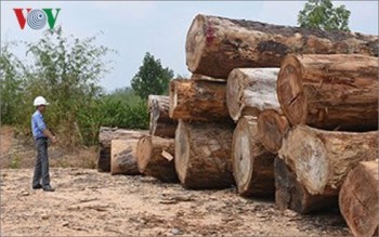 Vụ vận chuyển gần 85m3 gỗ ở Kon Tum: Sở Nông nghiệp kiến nghị