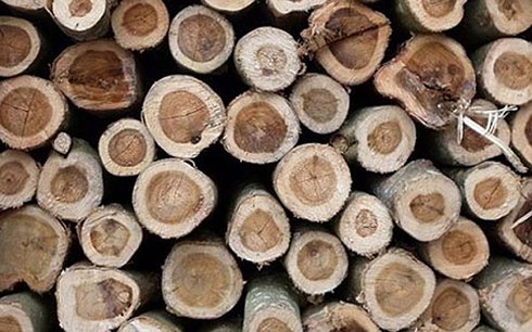 Xuất khẩu gỗ và sản phẩm gỗ Việt Nam đứng đầu khu vực Đông Nam Á
