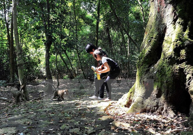 Nguyên nhân 13 người bị khỉ cắn, gây thương tích tại Tây Ninh