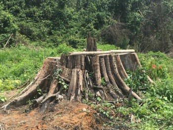 Khẩn trương làm rõ vụ phá rừng nghiêm trọng tại Bình Phước