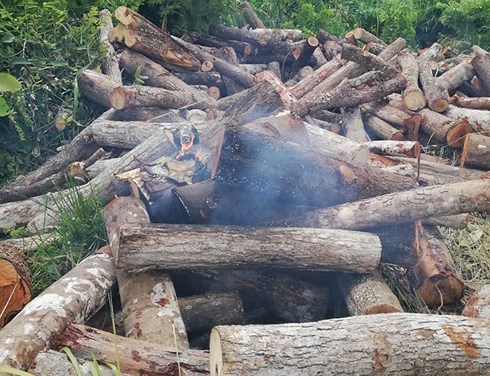 Cán bộ kiểm lâm bị gây bỏng khi kiểm tra hiện trường khai thác gỗ