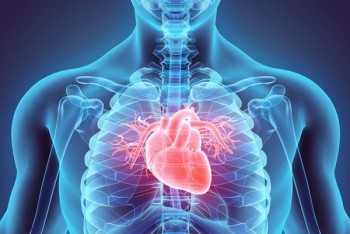 Nhà khoa học Nhật Bản muốn thử nghiệm chữa bệnh tim bằng tế bào gốc