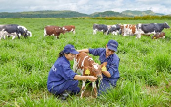 Trang trại bò sữa organic đầu tiên tại Việt Nam đạt chuẩn quốc tế