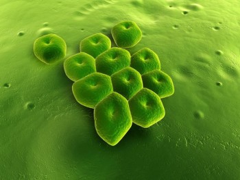 Acinetobacter - Vi khuẩn thường gặp ở các đơn vị chăm sóc đặc biệt