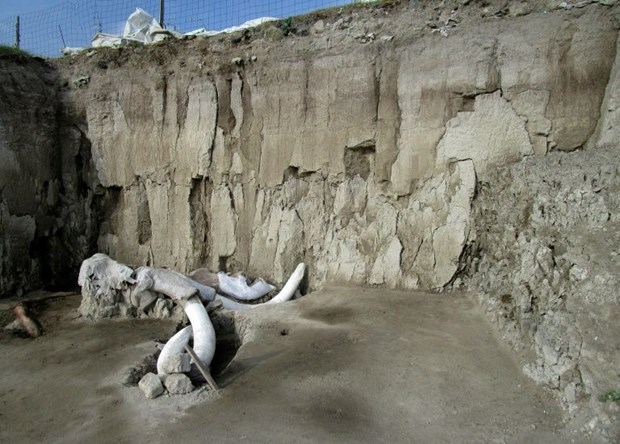 Mexico phát hiện 800 chiếc xương hóa thạch voi ma mút