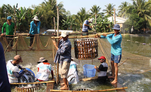 khong lo thieu ca tra de xuat khau sang trung quoc