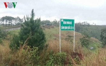 Bắt tạm giam một Chủ tịch xã liên quan rừng bị phá