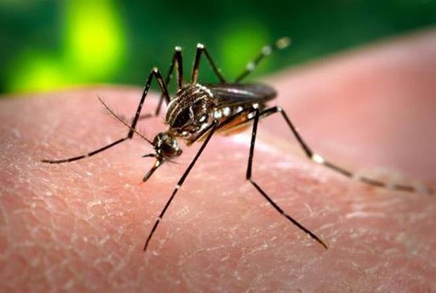 Australia phát triển công cụ dự đoán sự lây lan của sốt xuất huyết