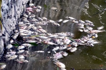 Hình ảnh cá chết bất thường nổi trắng ven Hồ Tây