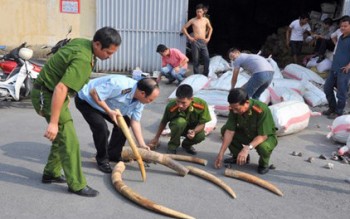 Lô hàng kính thủy lực chứa gần 310 kg ngà voi tại sân bay Nội Bài