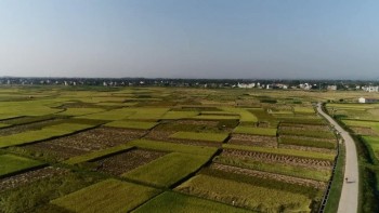 Phú Bình: Phát triển sản xuất nông nghiệp theo hướng bền vững