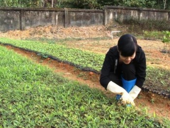 Thái Nguyên: Diện tích trồng chè mới tăng 3,4% so với năm 2015