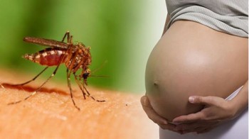 Đồng Nai bàn phương án phòng chống Zika sau khi có ca nhiễm đầu tiên