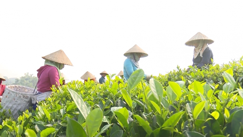 Thái Nguyên: Hướng tới sản xuất chè hữu cơ theo tiêu chuẩn Việt Nam