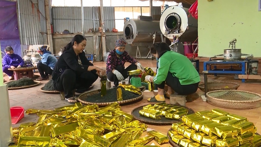 Thái Nguyên: Hướng tới sản xuất chè hữu cơ theo tiêu chuẩn Việt Nam