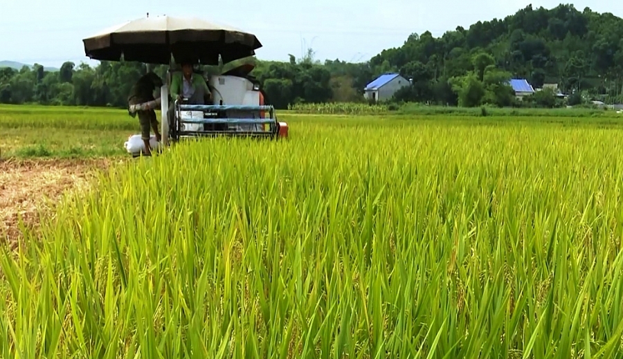Thái Nguyên: Gia tăng giá trị ngành lúa gạo