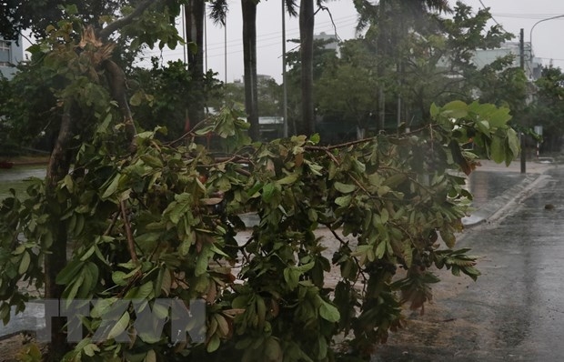 Phú Yên: Mưa rất to, gió giật mạnh, nhiều cây xanh đổ, 38 xã mất điện