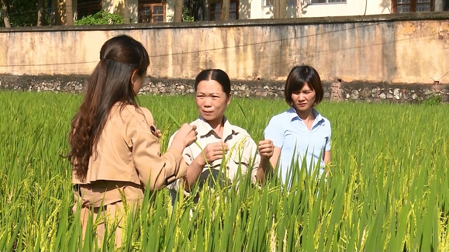 Chú trọng nâng cao chất lượng lúa gạo