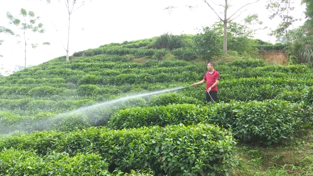 Promoting organic tea production in Thai Nguyen