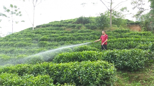 Promoting organic tea production in Thai Nguyen