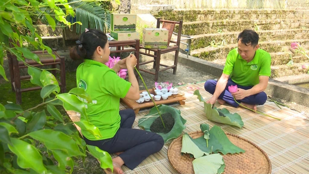 Diversifying tea products in Thai Nguyen Province