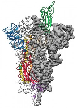 Đột phá trong nghiên cứu vaccine Covid-19 từ cấu trúc 3D của virus