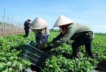 Công bố 'Sách Trắng hợp tác xã Việt Nam năm 2020' vào tháng Tư