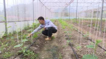Phú Lương: chuyển đổi 400 ha diện tích đất trồng cây một vụ kém hiệu quả